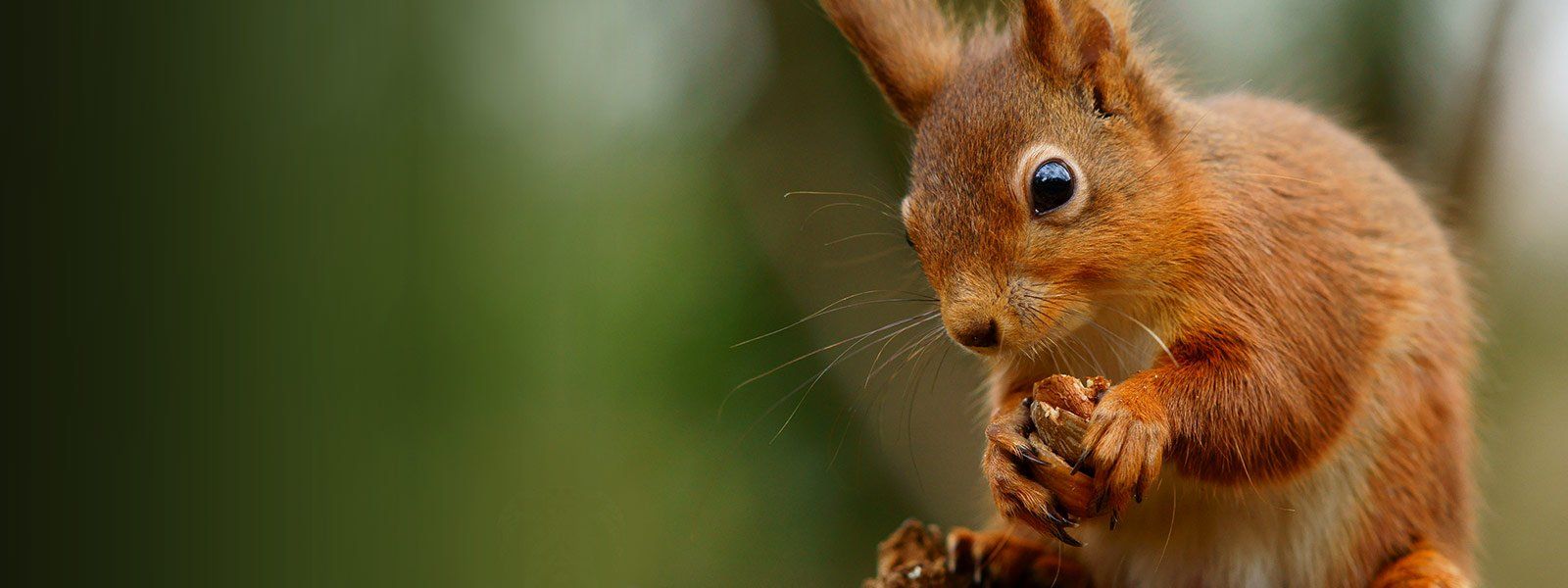 red squirrel found on Arran